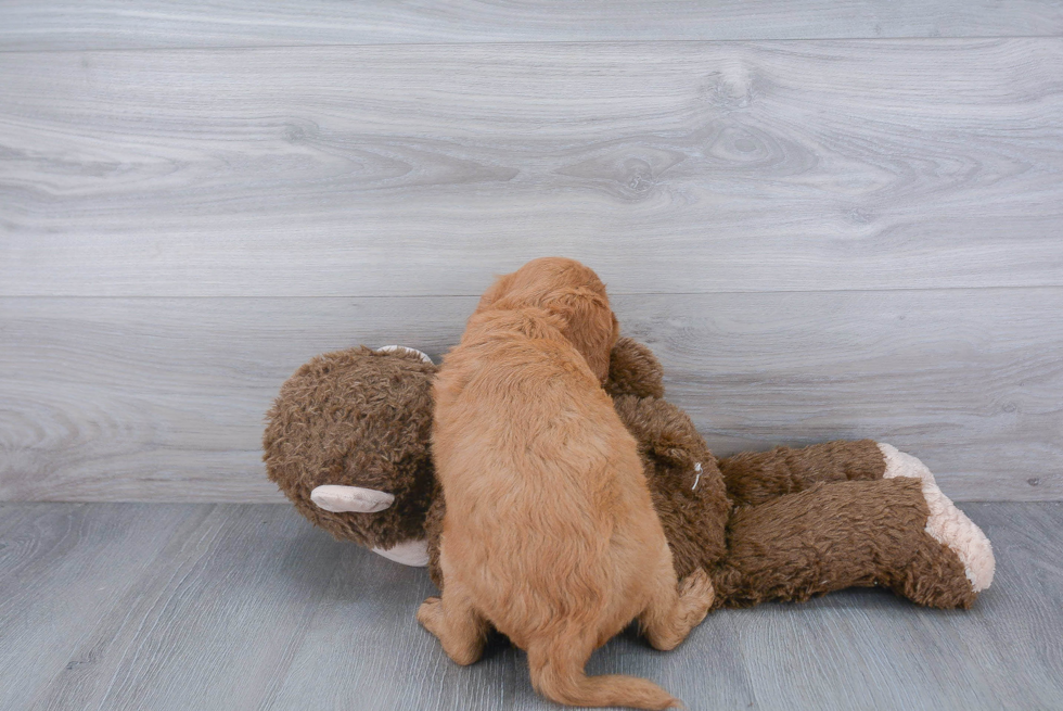 Best Mini Goldendoodle Baby