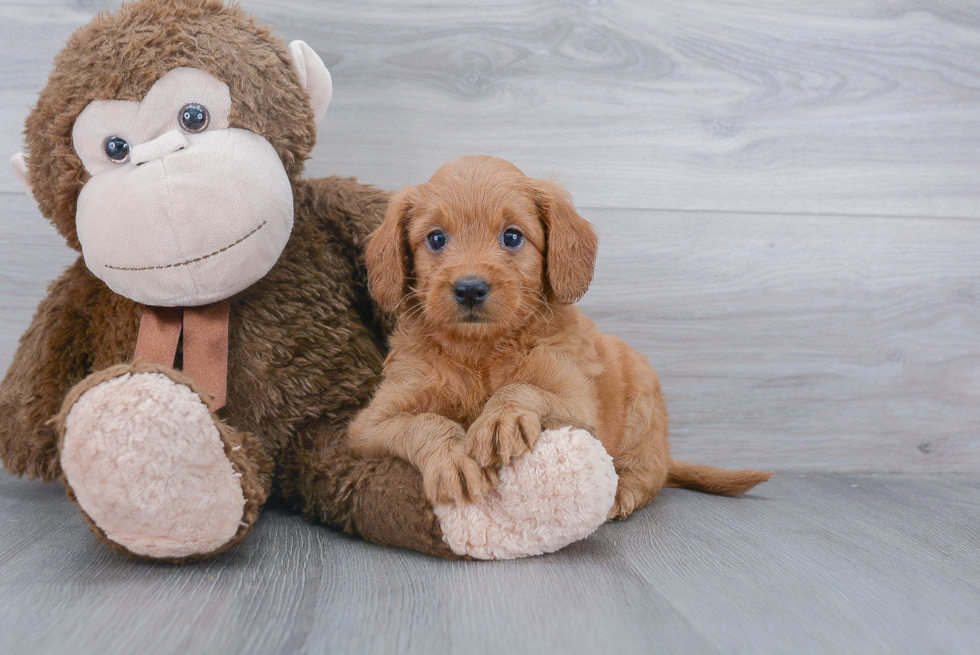 Funny Mini Goldendoodle Poodle Mix Pup