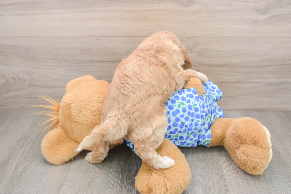 Mini Goldendoodle Puppy for Adoption