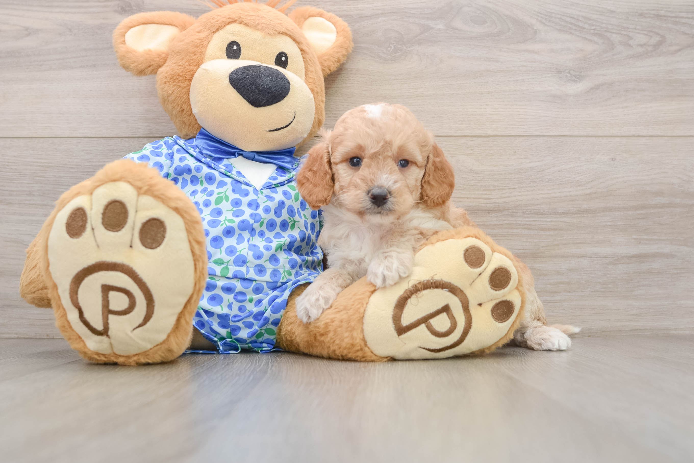 Mini Goldendoodle Pup Being Cute