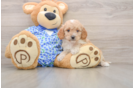 Mini Goldendoodle Pup Being Cute