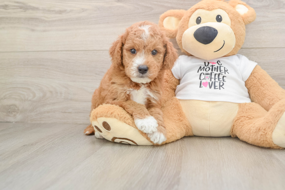 Best Mini Goldendoodle Baby