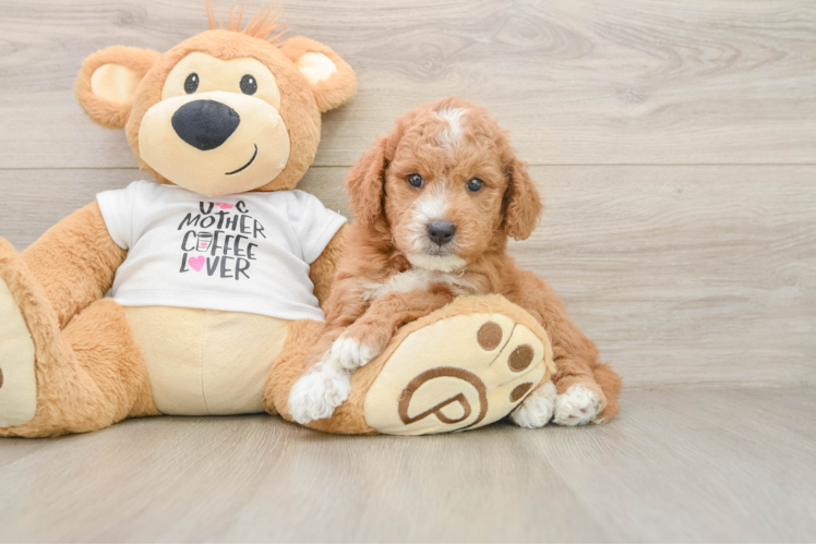 Fluffy Mini Goldendoodle Poodle Mix Pup