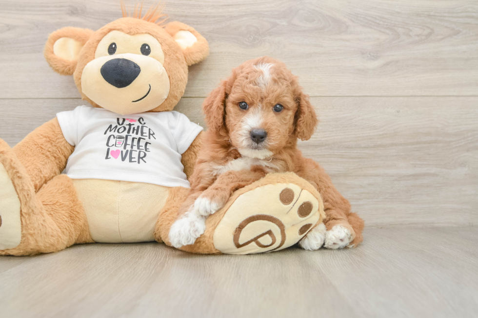 Fluffy Mini Goldendoodle Poodle Mix Pup