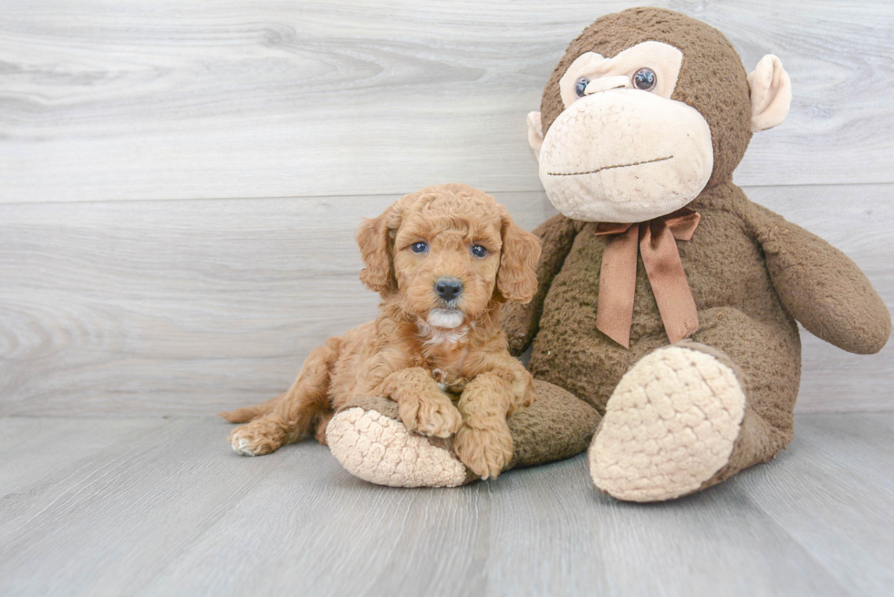 Smart Mini Goldendoodle Poodle Mix Pup