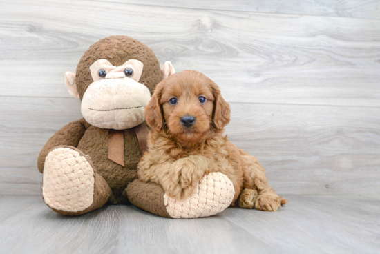 Best Mini Goldendoodle Baby