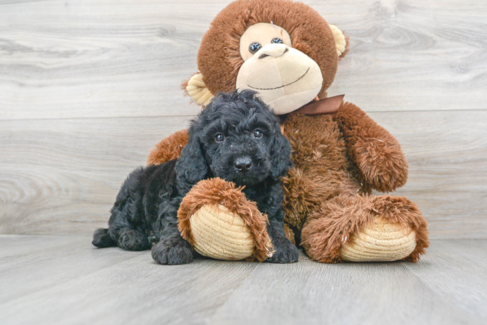 Best Mini Goldendoodle Baby