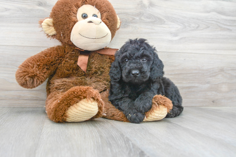 Mini Goldendoodle Pup Being Cute