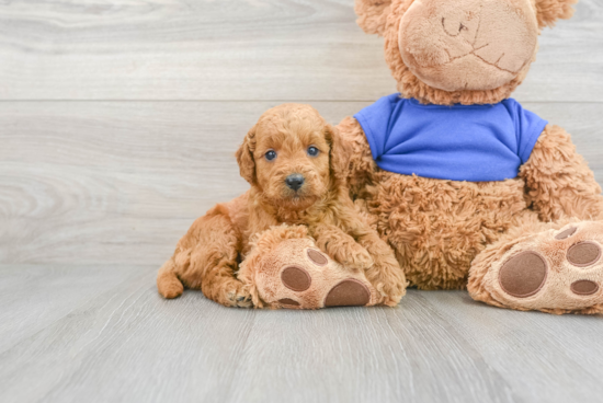 Mini Goldendoodle Pup Being Cute