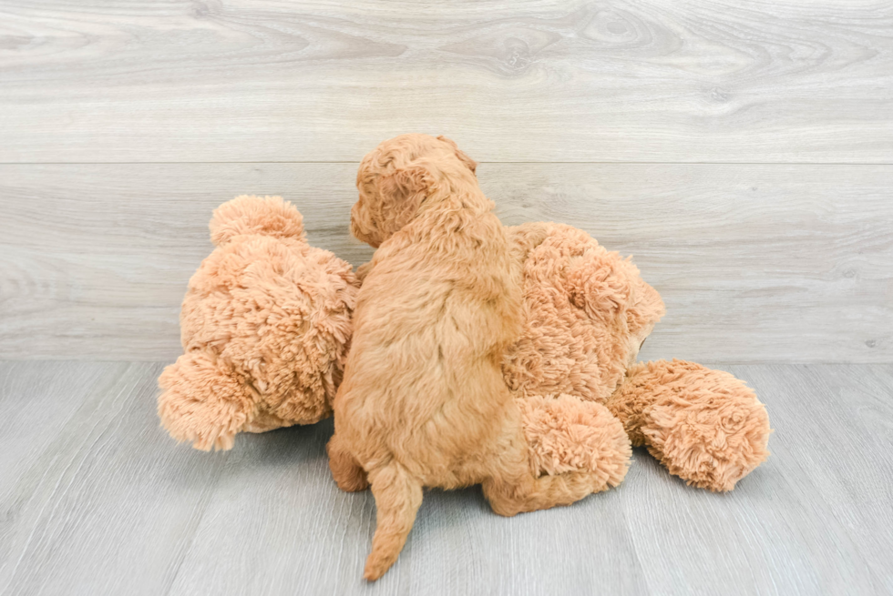 Popular Mini Goldendoodle Poodle Mix Pup