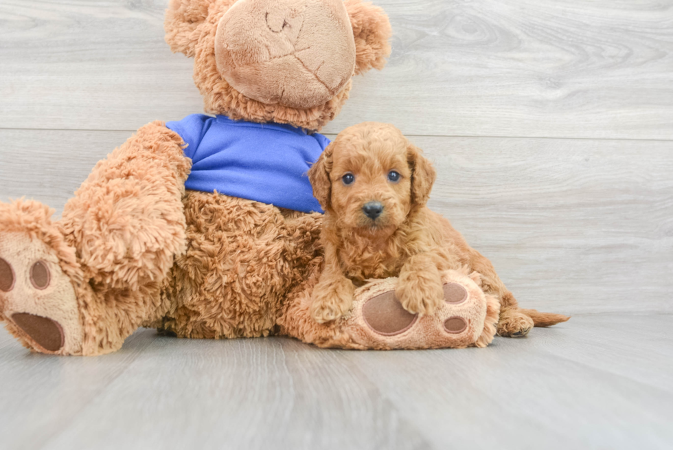 Mini Goldendoodle Puppy for Adoption