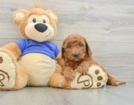 7 week old Mini Goldendoodle Puppy For Sale - Premier Pups