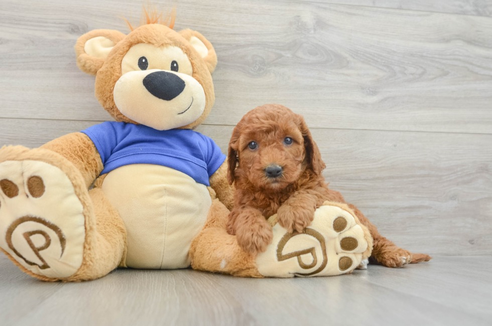 7 week old Mini Goldendoodle Puppy For Sale - Premier Pups