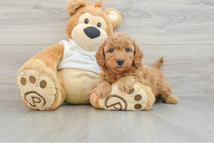 Mini Goldendoodle Puppy for Adoption