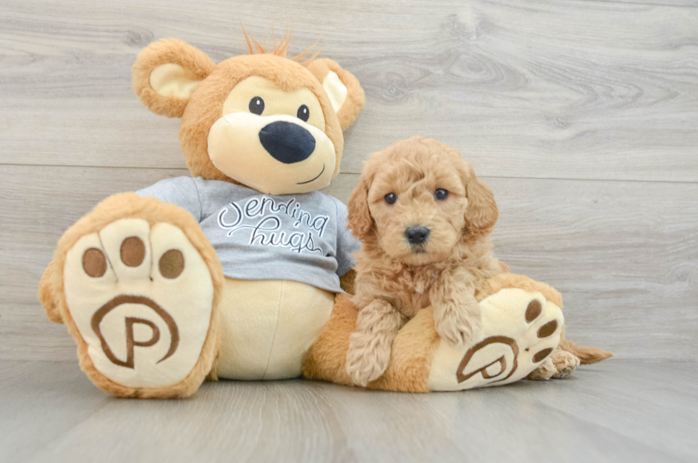 5 week old Mini Goldendoodle Puppy For Sale - Premier Pups