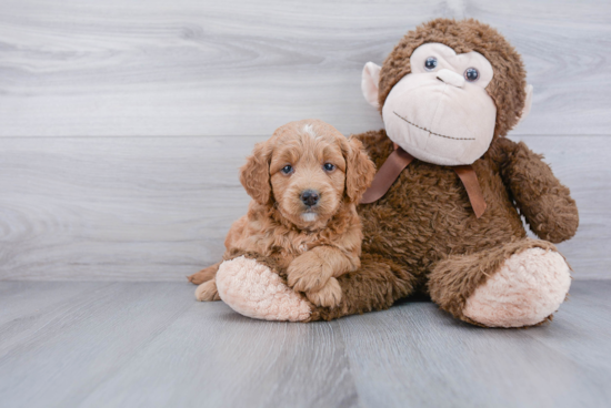 Cute Mini Goldendoodle Baby