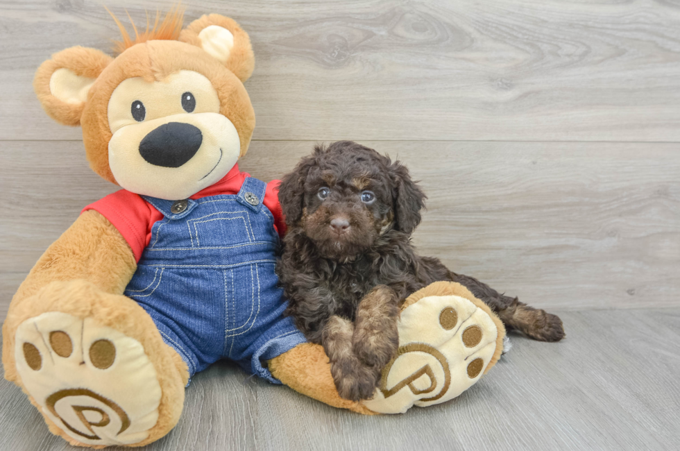 5 week old Mini Goldendoodle Puppy For Sale - Premier Pups