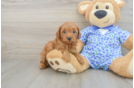 Energetic Golden Doodle Poodle Mix Puppy