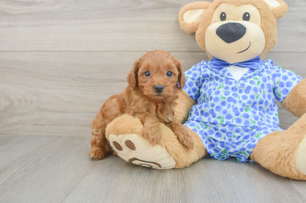 5 week old Mini Goldendoodle Puppy For Sale - Premier Pups