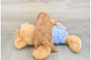 Popular Mini Goldendoodle Poodle Mix Pup