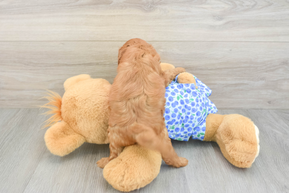 Popular Mini Goldendoodle Poodle Mix Pup
