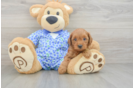 Mini Goldendoodle Puppy for Adoption