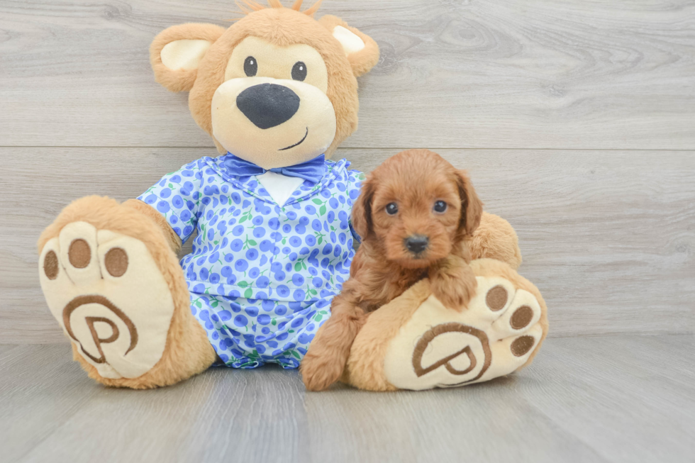Mini Goldendoodle Puppy for Adoption