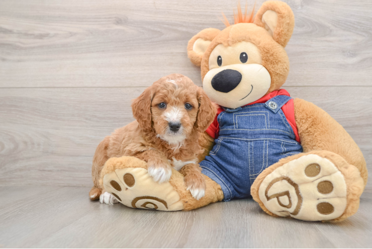 Little Mini Goldenpoo Poodle Mix Puppy