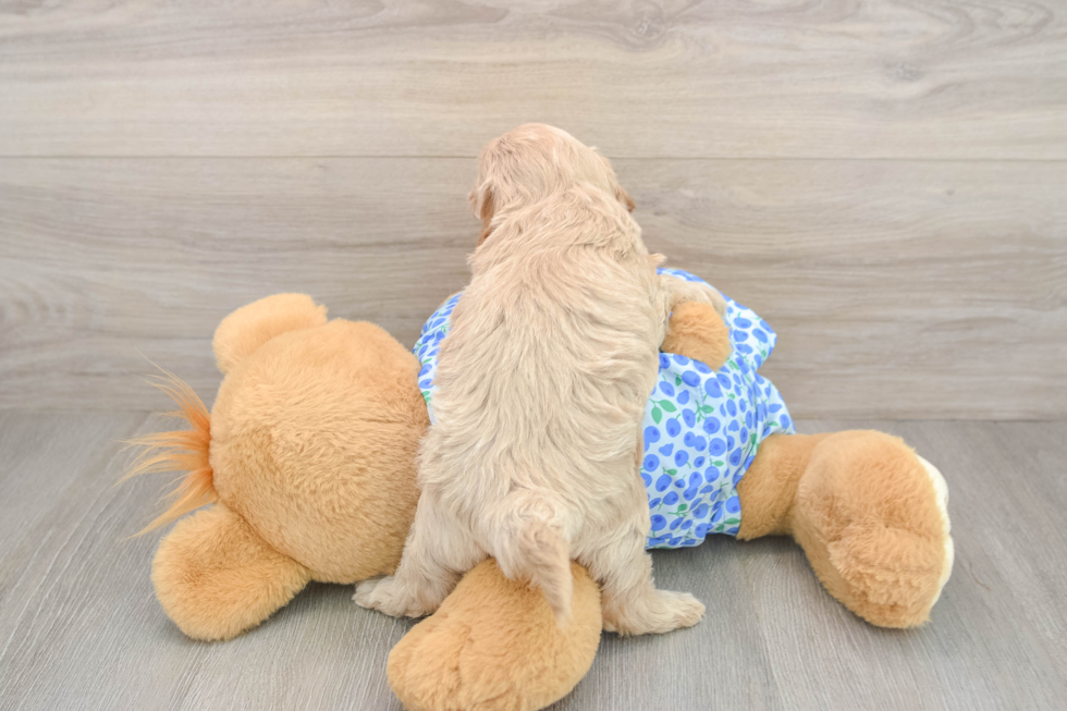 Best Mini Goldendoodle Baby