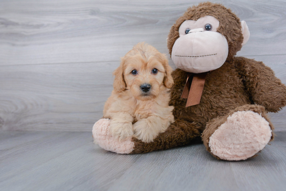 Popular Mini Goldendoodle Poodle Mix Pup