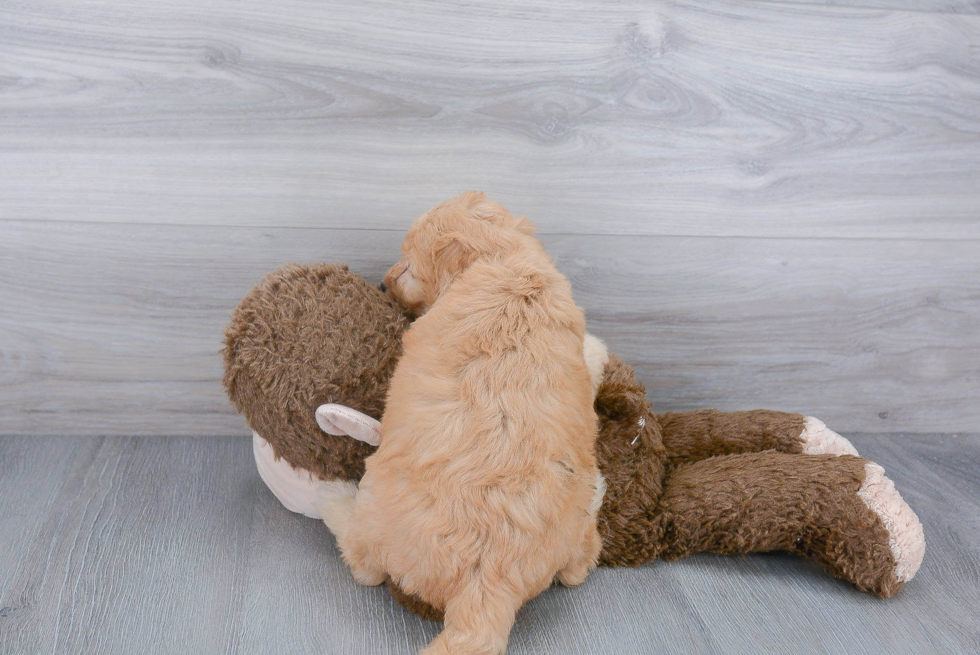 Little Golden Retriever Poodle Mix Puppy