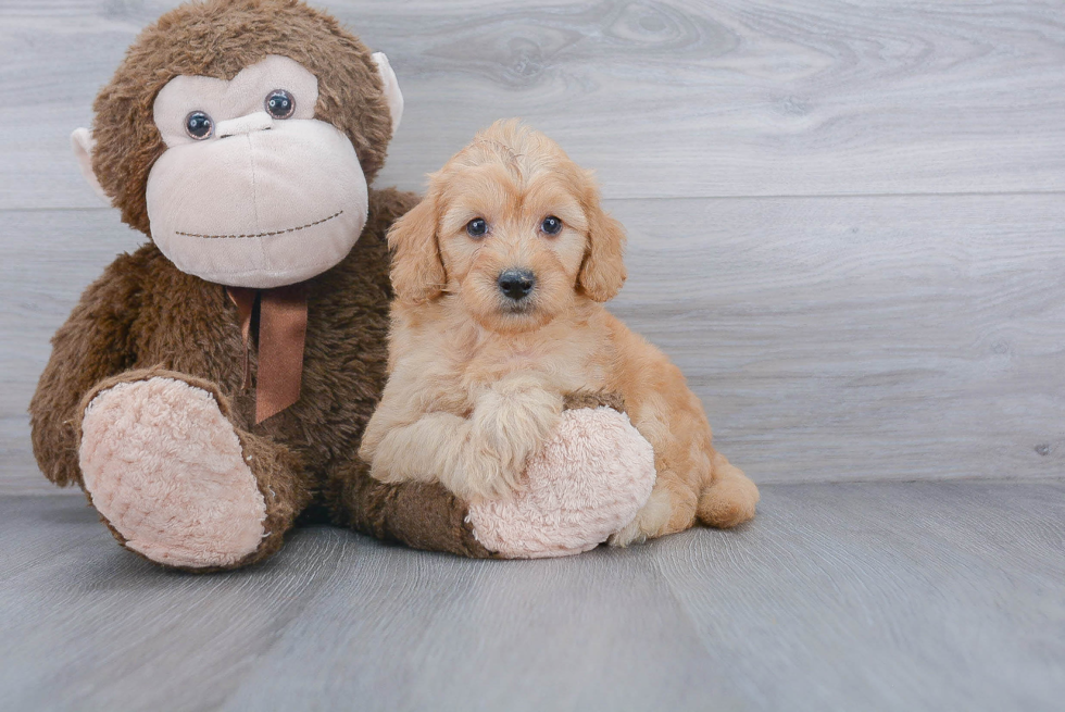 Sweet Mini Goldendoodle Baby