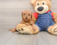 8 week old Mini Goldendoodle Puppy For Sale - Premier Pups