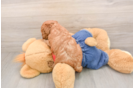 Little Mini Goldenpoo Poodle Mix Puppy