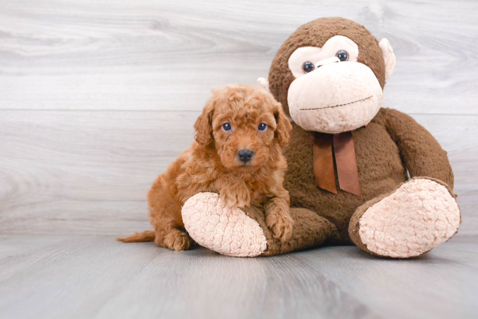 Smart Mini Goldendoodle Poodle Mix Pup