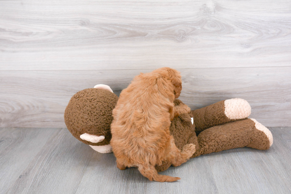 Mini Goldendoodle Puppy for Adoption