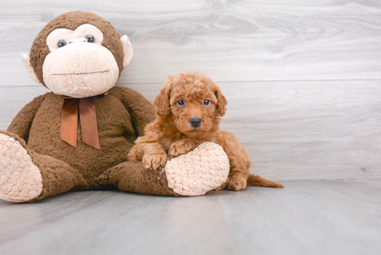 Friendly Mini Goldendoodle Baby