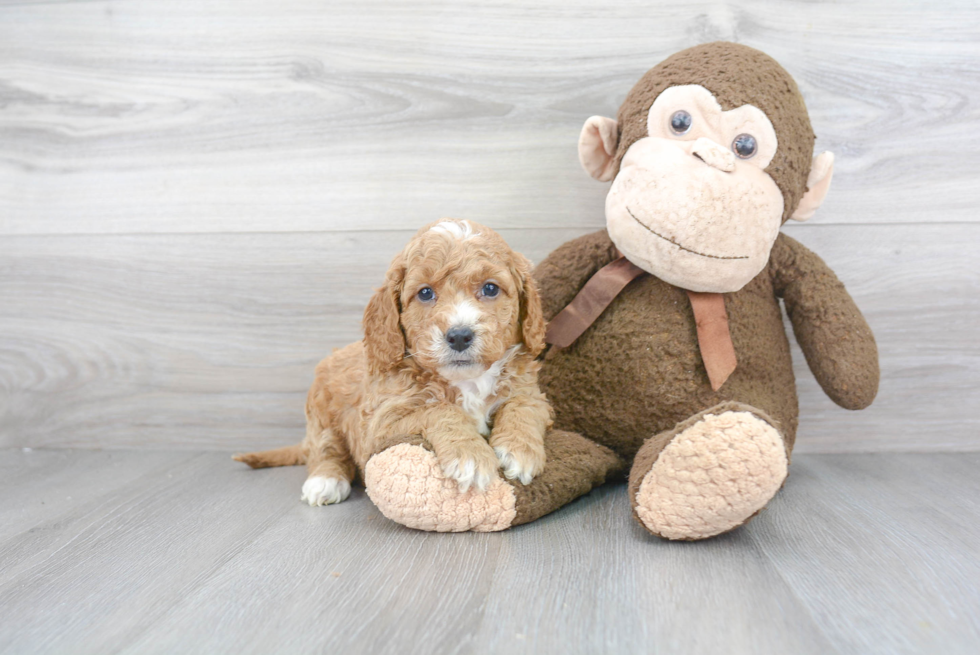 Funny Mini Goldendoodle Poodle Mix Pup