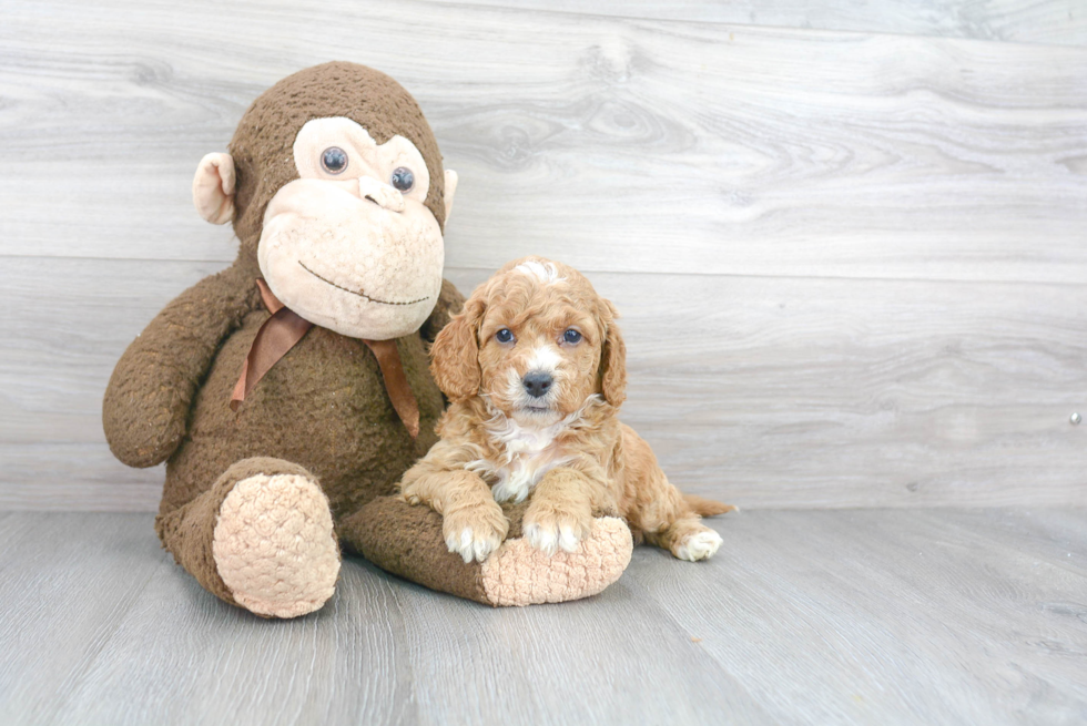 Mini Goldendoodle Pup Being Cute