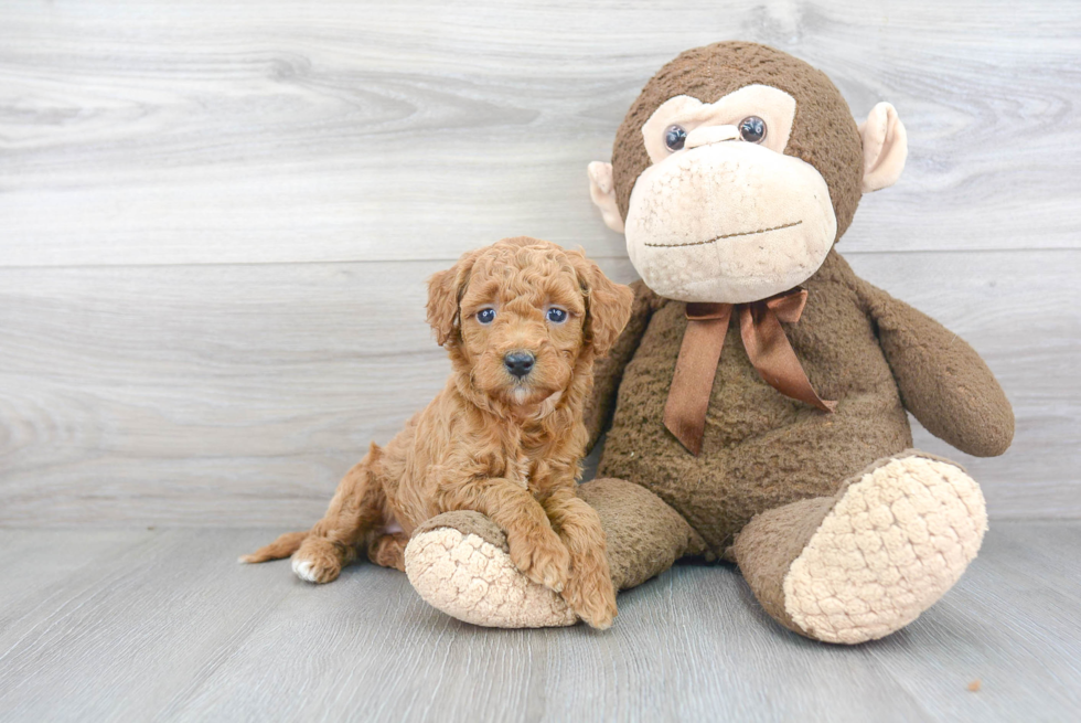 Sweet Mini Goldendoodle Baby