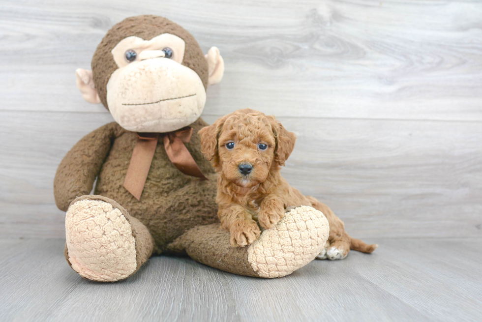 Smart Mini Goldendoodle Poodle Mix Pup