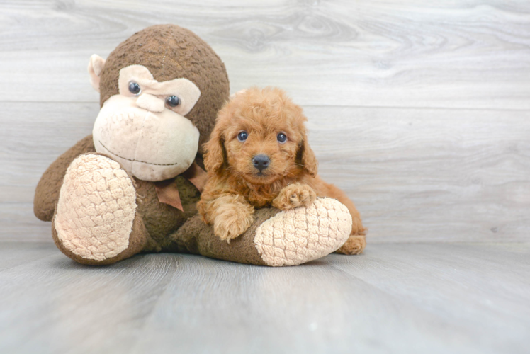 Hypoallergenic Golden Retriever Poodle Mix Puppy