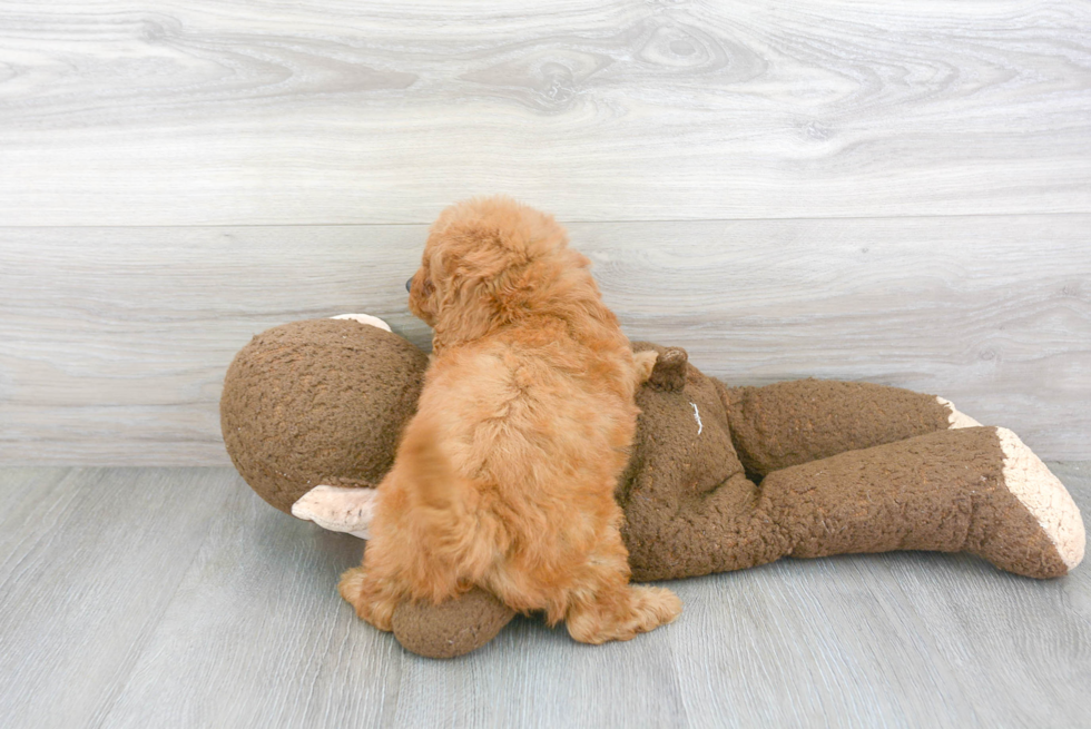 Happy Mini Goldendoodle Baby