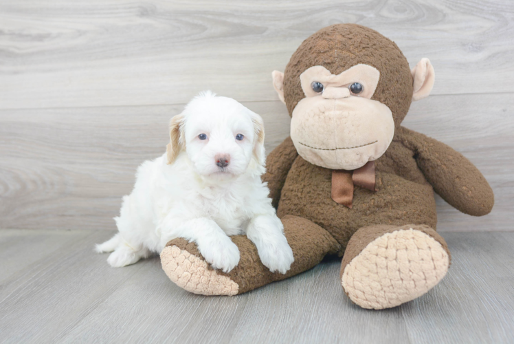 Sweet Mini Goldendoodle Baby