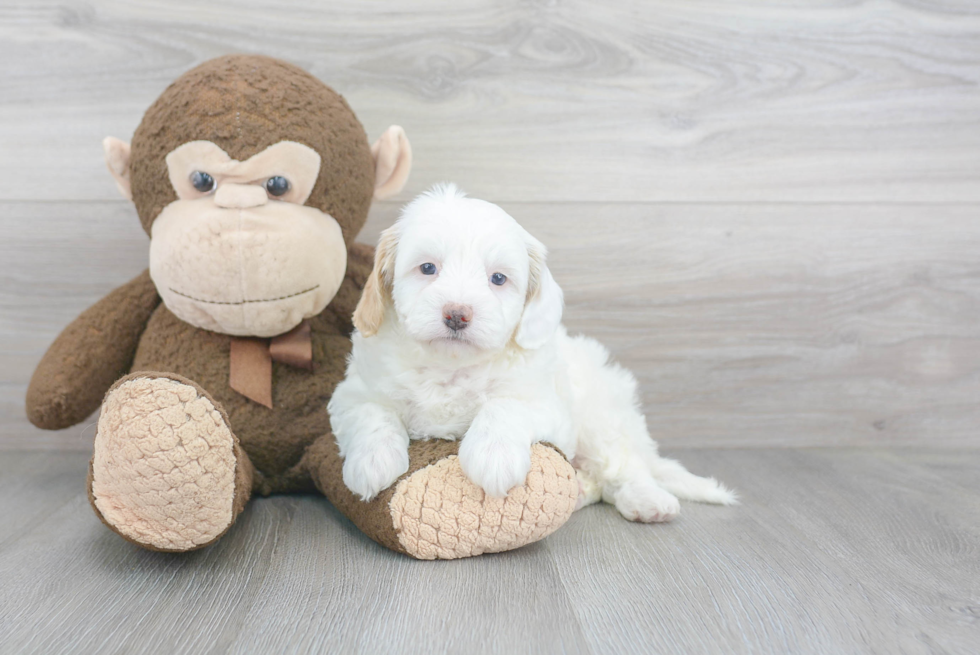 Cute Mini Goldendoodle Baby