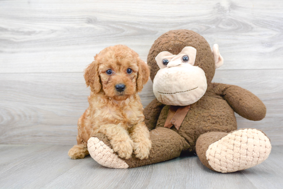 Adorable Golden Retriever Poodle Mix Puppy