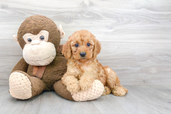 Mini Goldendoodle Pup Being Cute