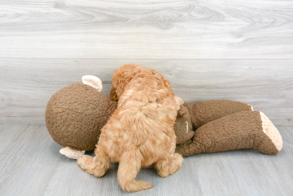 Mini Goldendoodle Pup Being Cute