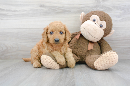 Happy Mini Goldendoodle Baby