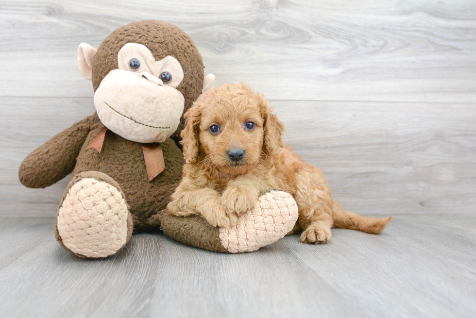 Best Mini Goldendoodle Baby